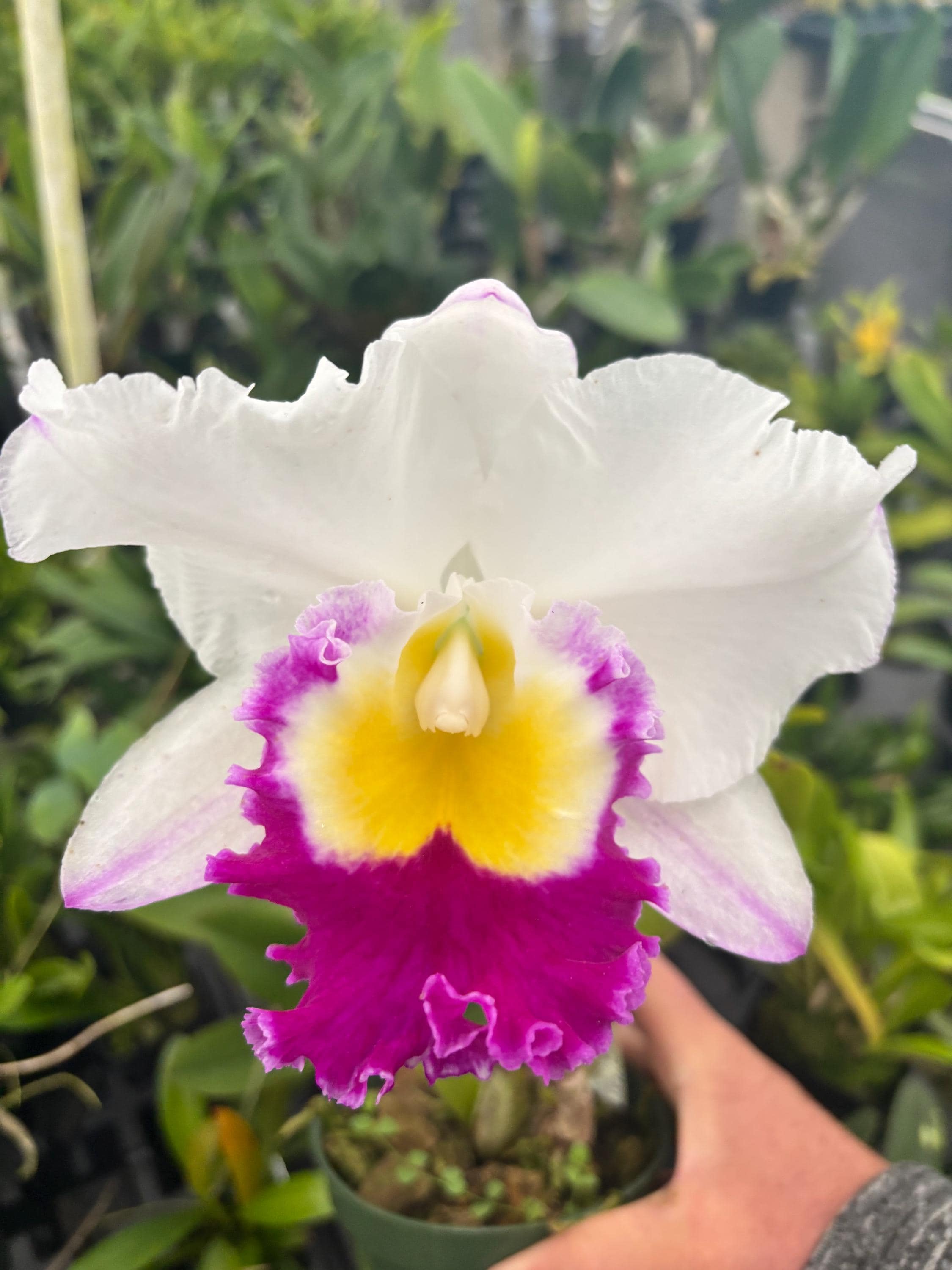 Rlc. Volcano Glory X Mori Akatsuka - Etsy