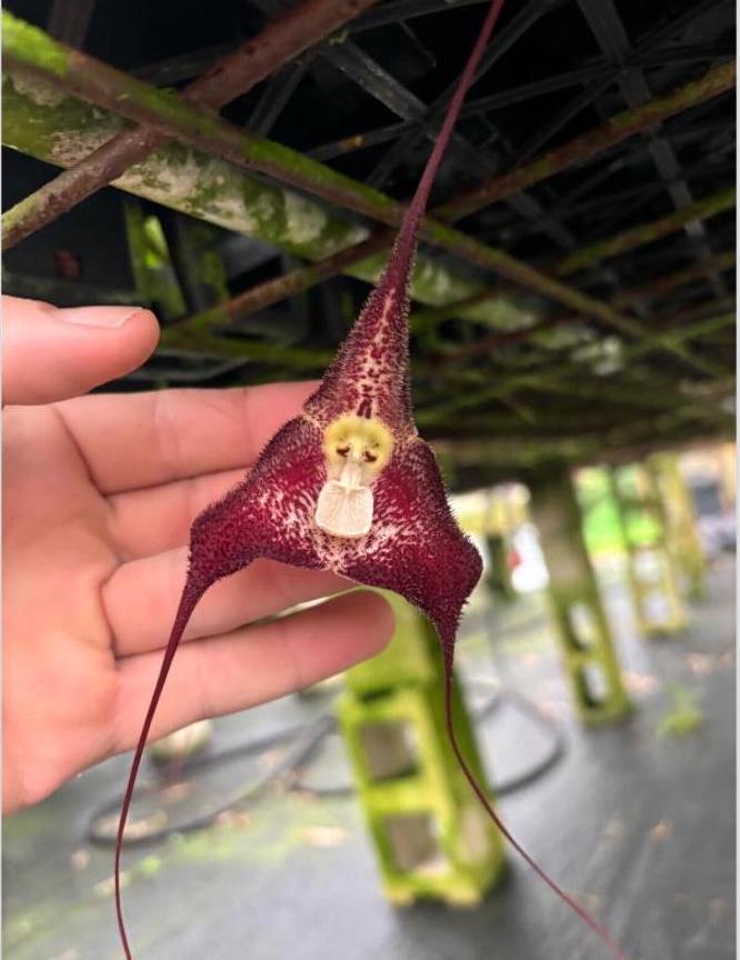 新品★アンソニー・ラム WILD ORCHIDS of BORNEO★セット All Vanda Orchids