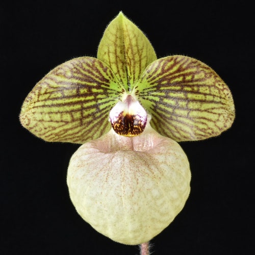 新品★アンソニー・ラム WILD ORCHIDS of BORNEO★セット Den. Silky Lace `Kirara' SM/JGP 2022 (Den. Fairy Lace x Den