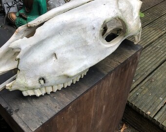 Cow skul ( splitted no horns)