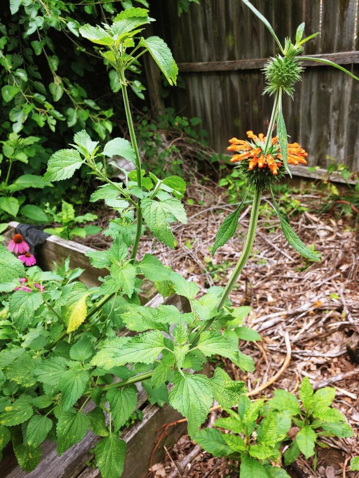 Specialty Smoke Klip Dagga Cigarettes Etsy