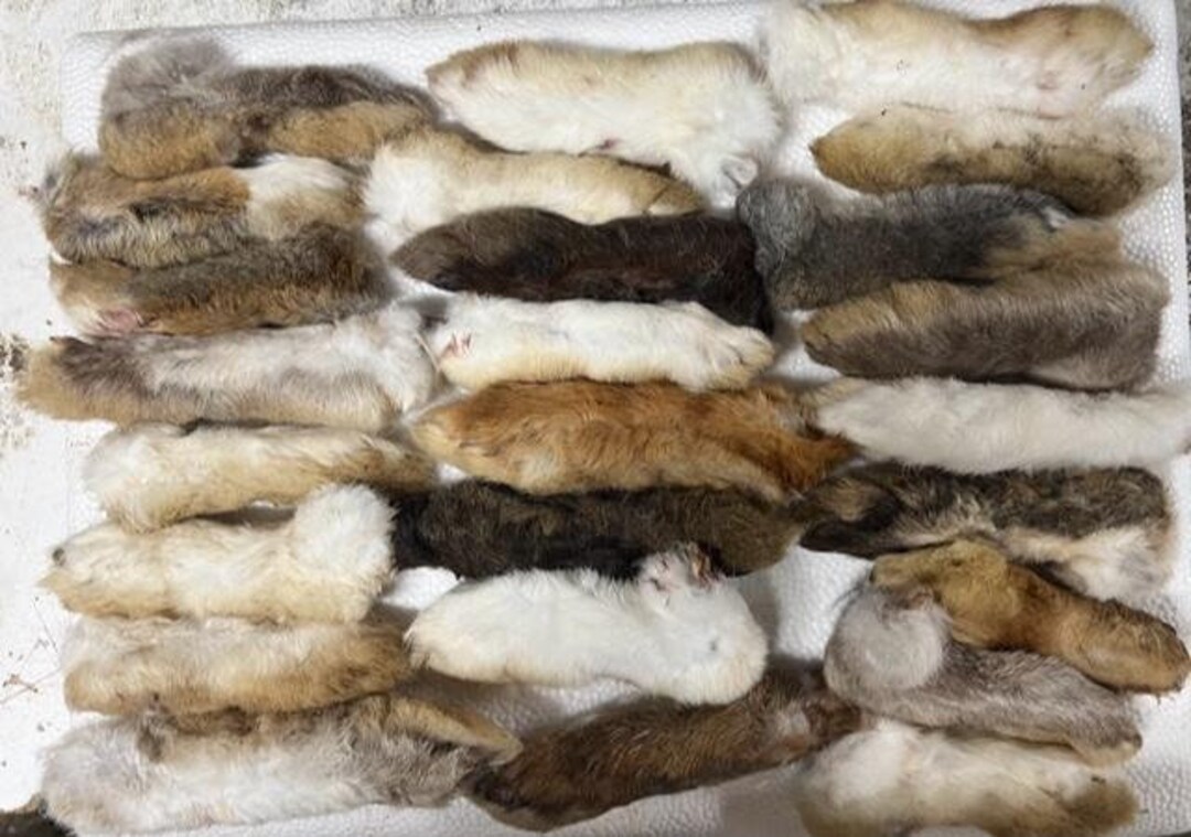 25 Rabbit BACK Feet, AMISH RAISED ,dehydrated, Natural Chew Toys for ...