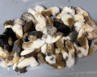 50 Dehydrated Rabbit Feet, Front Feet. All Natural and Amish Raised