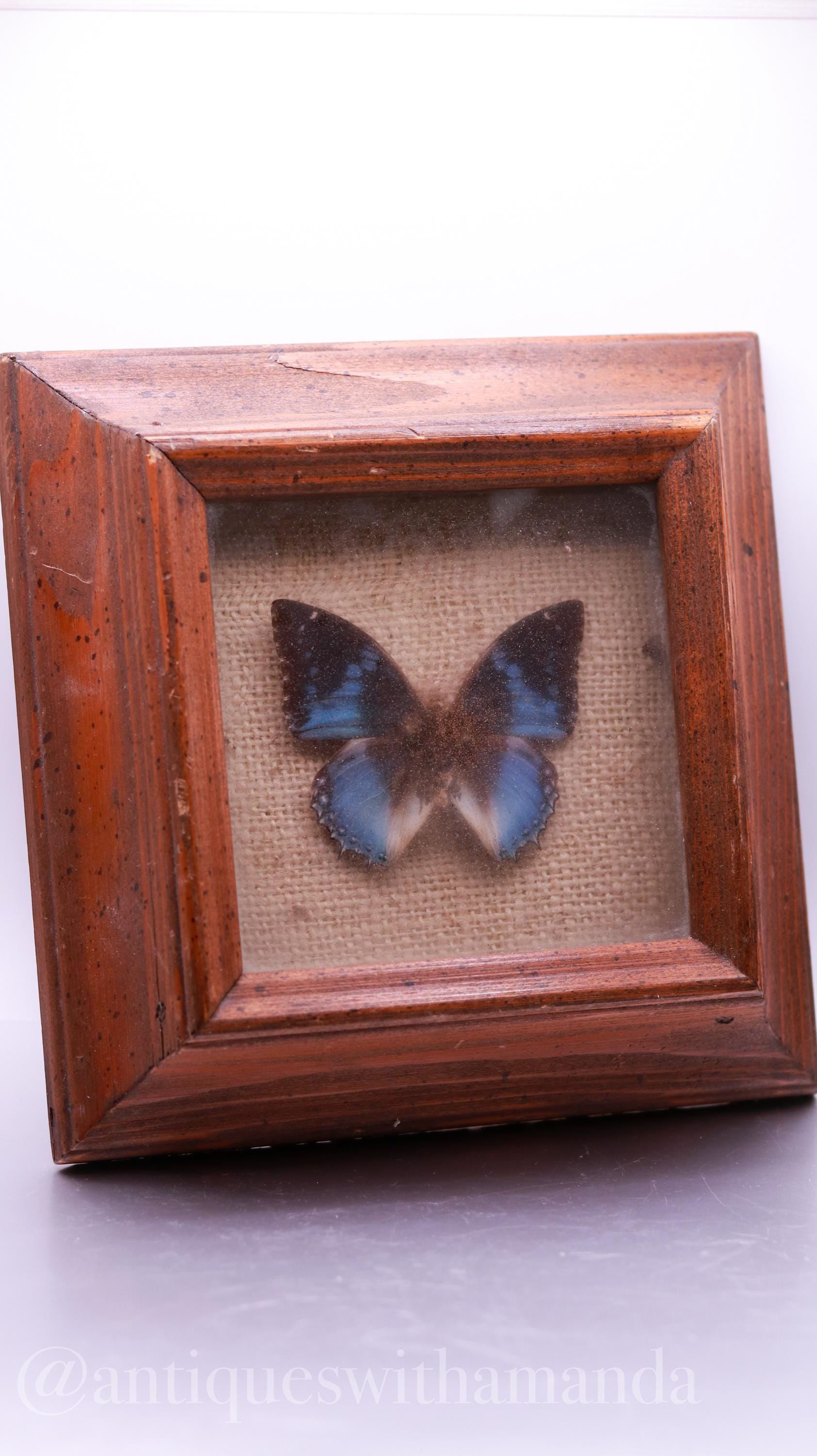 Antique Butterfly Shadow Box - Etsy