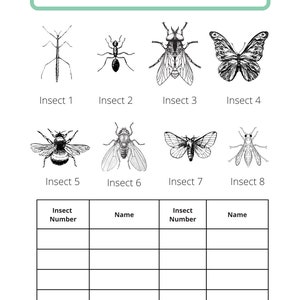 Using a Dichotomous Key - Etsy