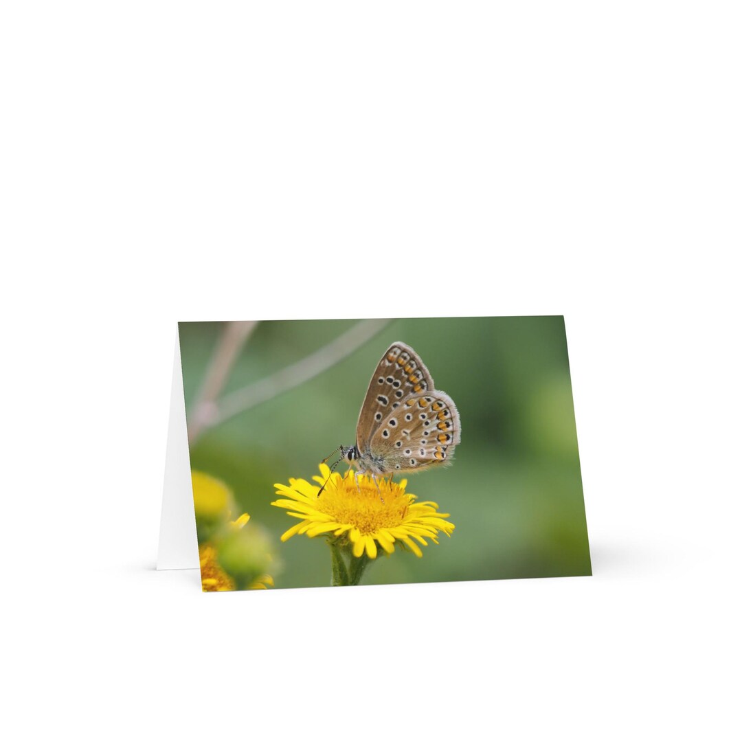Butterfly Greeting Card Blank - Etsy