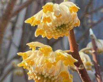 Edgeworthia Chrysantha Paperbush: Fragrant Yellow Winter Blooms, Deer-Resistant Shrub