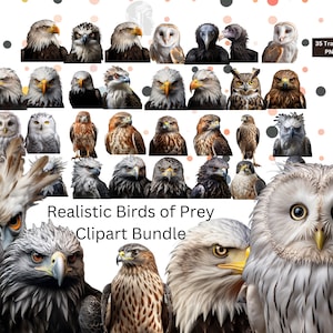 Realistische roofvogels clipart bundel van 35!
