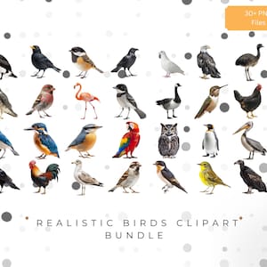 Set von realistischer Vogel Clipart | Digitaler Download | Hochauflösende PNGs | Perfekt zum Basteln, für Einladungen und digitale Projekte
