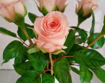 May include: A bouquet of pale pink roses in a white vase. The roses are in various stages of bloom, with green stems and leaves. The petals have a soft, delicate appearance.