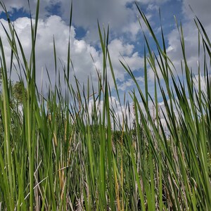 Field of Bulrushes against a blue sky Image Download.