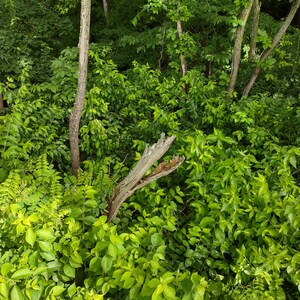 Background Foliage Greenery and Trees. Image Download.