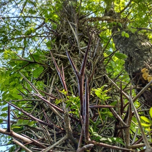 Honey Locust Thorn Tree Detailed Image Download