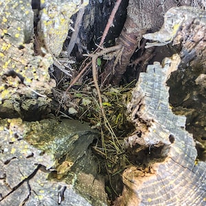 May include: Close-up of a tree trunk with a large hole in the center. The hole is filled with roots and dirt. The bark is rough and textured, with a gray and brown color.