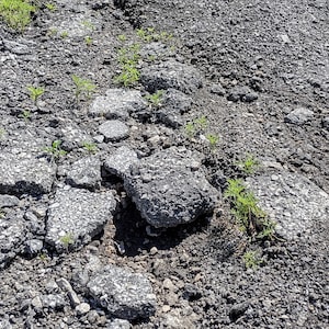 May include: Close-up of a cracked asphalt surface with small green plants growing in the cracks.