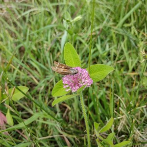 Skipper Moth Photo Pack