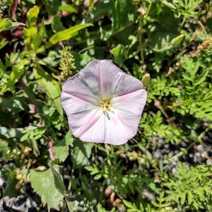 Pink Flower Field Bindweed Image