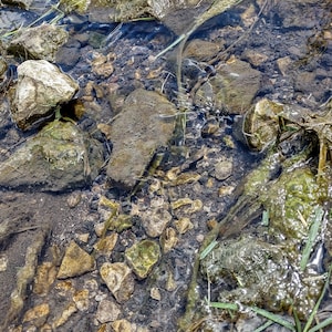 May include: A close-up view of a shallow stream bed with clear water flowing over smooth, gray rocks and pebbles. The rocks are covered in green moss and algae.