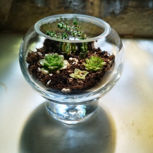 Garden in glass