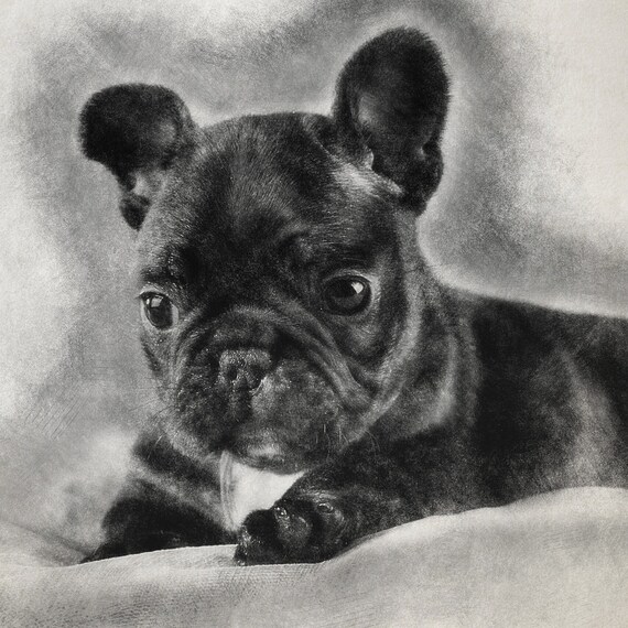 Digital Drawing of Your Favorite Pet or Picture. Etsy