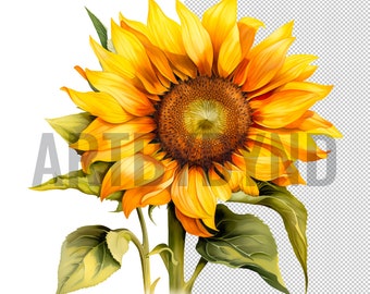 Sunflower Background Png Sublimation Design,Sunflower Png, Hand Drawn Sunflower Png, Sunflower Clipart Png, Sunflower Png Digital Download