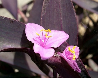 Purple Heart, Purple Queen, Tradescantia pallida, Purple Secretia, potted plant