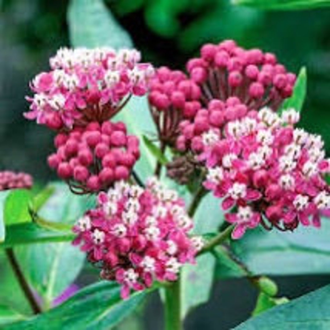 Rose Milkweed Seeds asclepias Incarnata Etsy