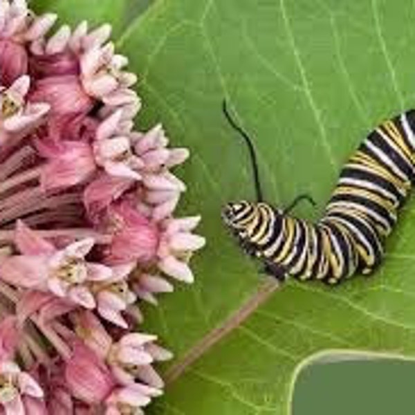 Common Milkweed Seeds (Asclepias Syriaca) Feed Monarch Caterpillars