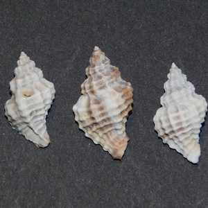 May include: Three seashells with a spiral shape and textured surfaces. The shells are primarily white with brown and tan accents. The shells are arranged on a dark gray background.