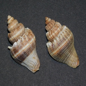 Könnte beinhalten: Zwei spiralförmige Muscheln mit braunen und weißen Streifen. Die Muscheln haben eine strukturierte Oberfläche und sind vor einem dunkelgrauen Hintergrund platziert. Die Muscheln sind naturfarben beige.