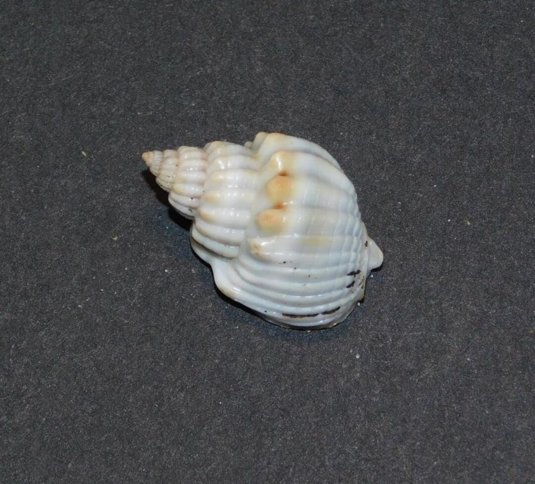 Nassarius Shell Types Nassarius Arcularius Shell - Etsy