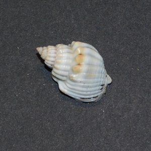 May include: A white and tan seashell with a spiral shape. The shell has a ridged texture and a small opening at the base. The shell is a natural, organic item.