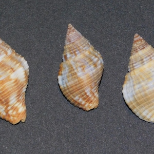 May include: Three seashells with a spiral shape and a pointed top. The shells have a mix of colors, including tan, brown, and white, with a textured surface. They are arranged on a dark gray background.