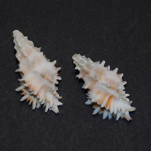 May include: Two spiky, cream-colored seashells with orange and white accents are displayed against a dark background. The shells have a textured surface and a unique, elongated shape, perfect for coastal decor or crafting.