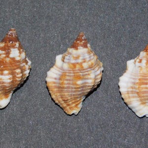 Puede incluir: Tres conchas marinas marrones y blancas con un patrón en espiral y puntas se disponen sobre una superficie gris. Las conchas tienen un aspecto natural y texturizado, mostrando los intrincados detalles de su estructura.