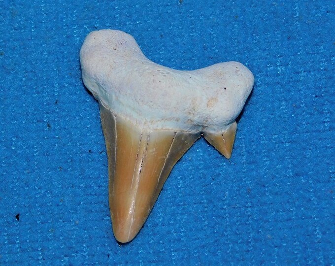 Fossilized Prehistoric Shark Tooth - Etsy