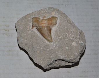 Prehistoric Shark Tooth in Matrix