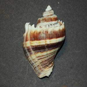 May include: A spiral-shaped seashell with alternating bands of brown, white, and cream colors. The shell has a textured surface and a pointed top, with a flared opening at the base. The shell is a natural, organic shape.