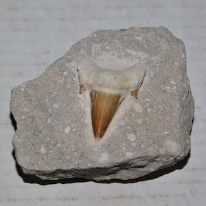 Prehistoric Shark Tooth in Matrix