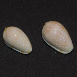 May include: Two beige and white speckled seashells with a smooth, glossy texture. The shells have a rounded, oval shape and are set against a dark background. These shells are perfect for beach-themed decor or crafts.