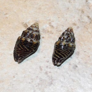 May include: Two cone-shaped seashells with a dark brown and cream striped pattern. The shells have a spiral shape and are set against a light-colored background. These shells are a natural decorative item.