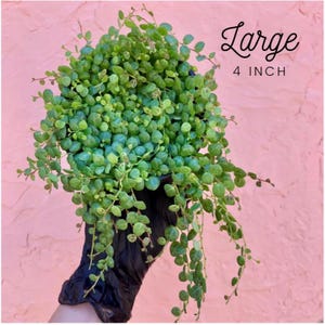 May include: A lush green plant with small, round leaves, labeled "Large" and 4 inches in diameter. The plant is in a black pot, held against a pink background. The plant's trailing stems and vibrant color create a visually appealing display.