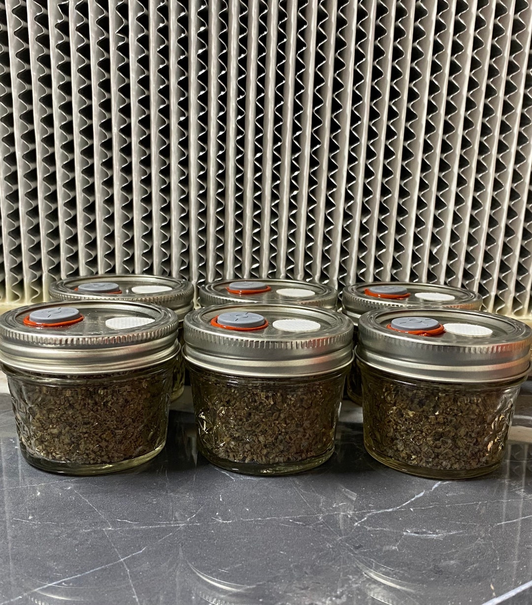 Pf Tek, 6 Pack 4oz Sterilized Brf Jars. gypsum Added Etsy