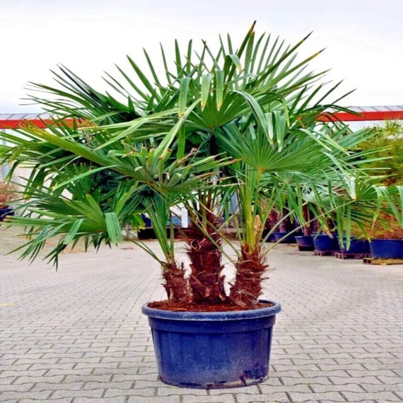 10 Windmill Palm Tree Seeds Trachycarpus Fortunei Most Cold Etsy