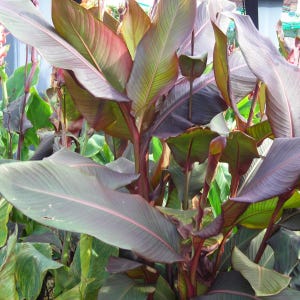 Canna Musifolia Lilies Rhizomes Bulbs Tall Red Orange Flowers LOT OF 5 Cannas Tropical Foliage