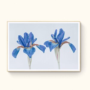 Iris Botanical Art, 2 Blue Irises, Blue Flower Prints, Birth Flower, Illustrated Flower Art Print, Large Wall Art, Instant Download,