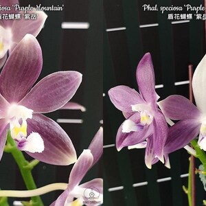E18: Phal speciosa 'Purple Mountain' ‘’