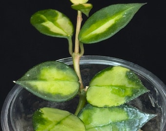 Hoya Lacunosa Asami inner variagated, rare, nice variegation, #2