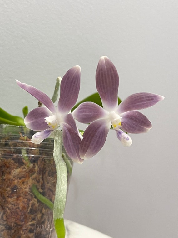 Phal Speciosa Taro 紫玉美人 Nice Taro Color Etsy