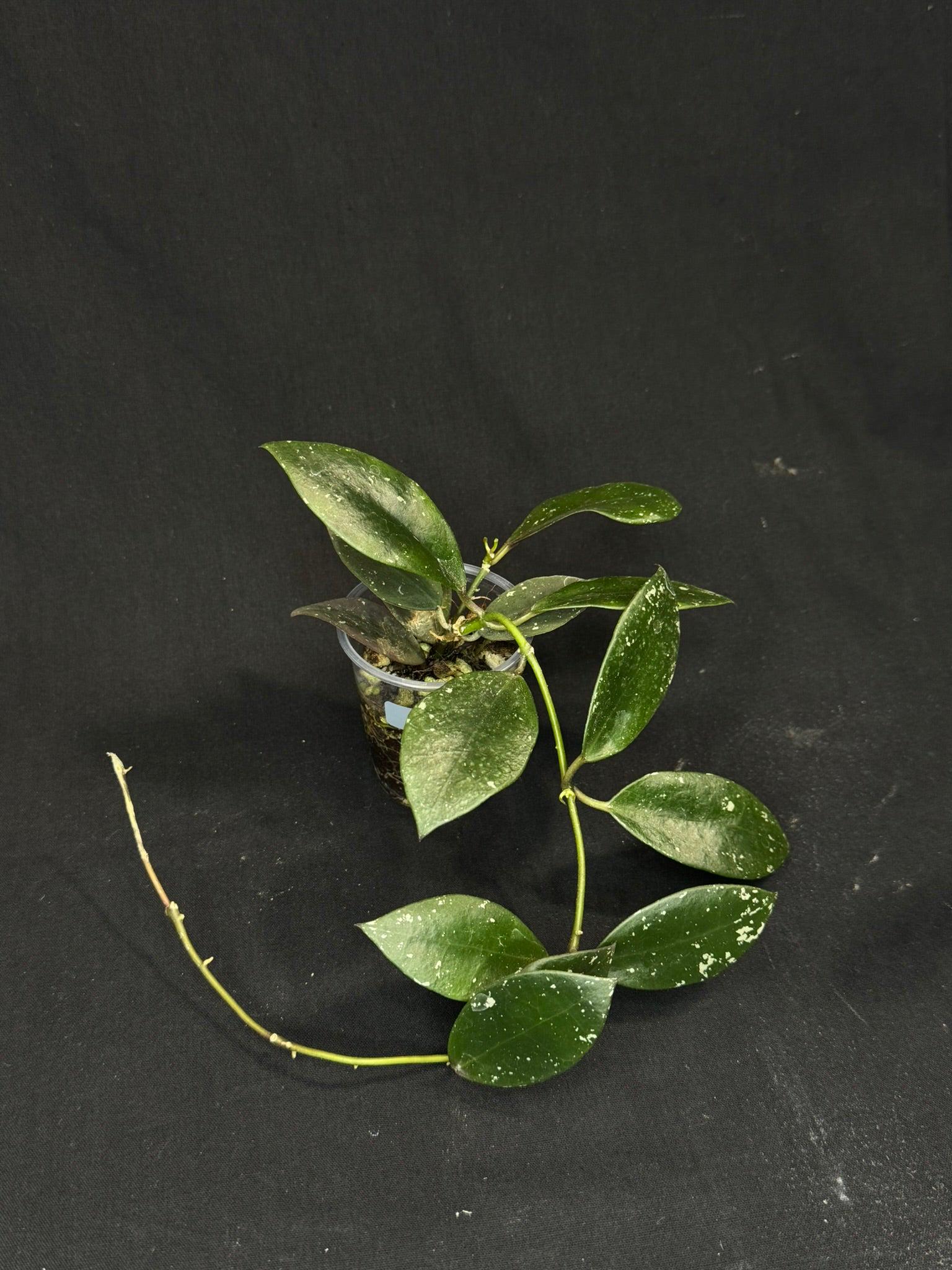 Hoya Walliniana Ut152, nice red splashy leaves under sun-stress, #a